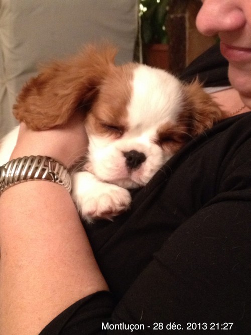 Cavalier king charles